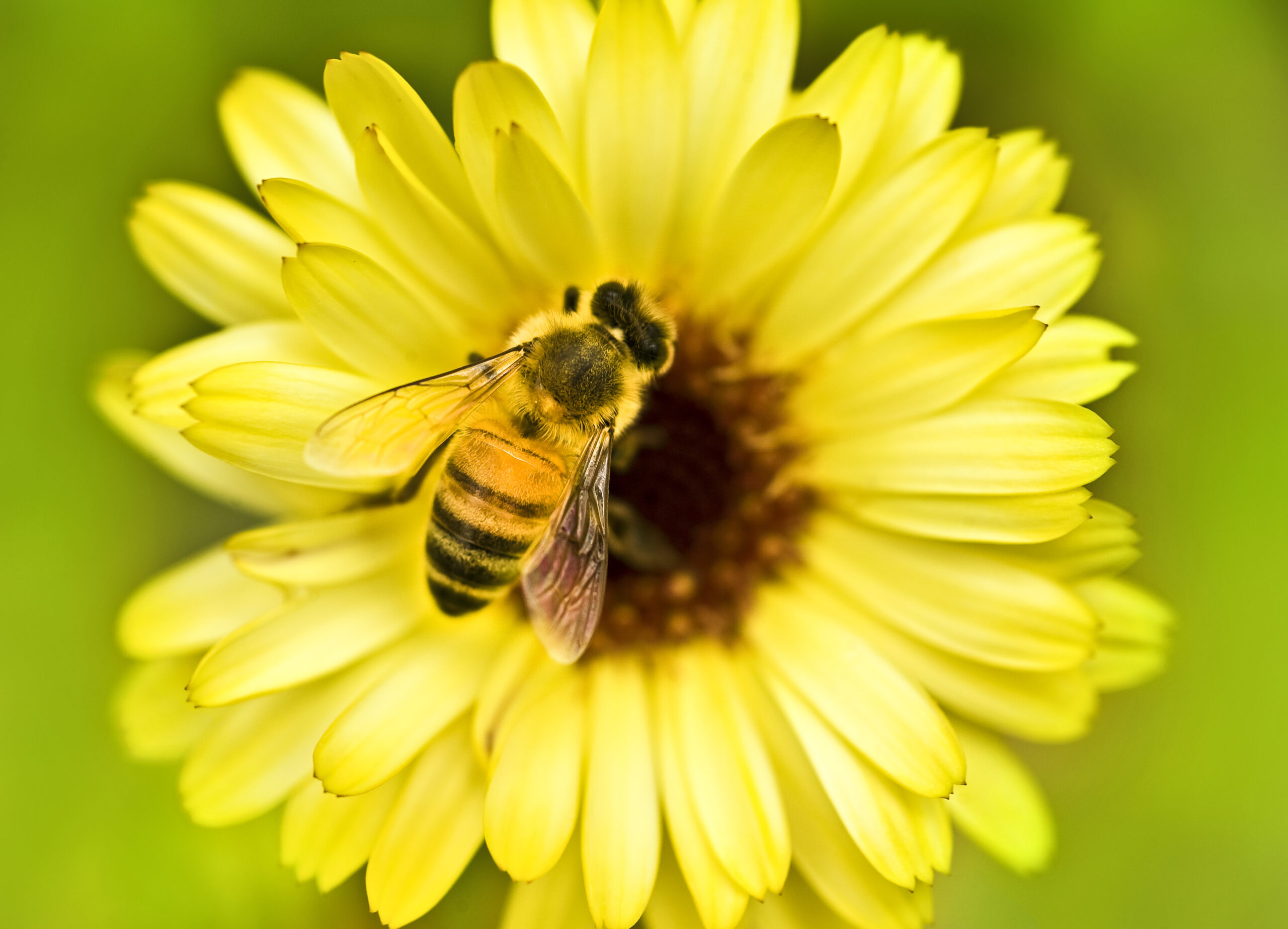 Honeybee inside a flower